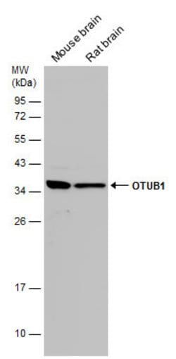 OTUB1 Polyclonal Antibody 100 &mu;L | Buy Online | Thermo Scientific | Fisher Scientific