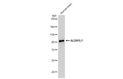 Invitrogen ALDH1L1 Polyclonal Antibody 100 &mu;L | Buy Online | Invitrogen&trade; | Fisher Scientific
