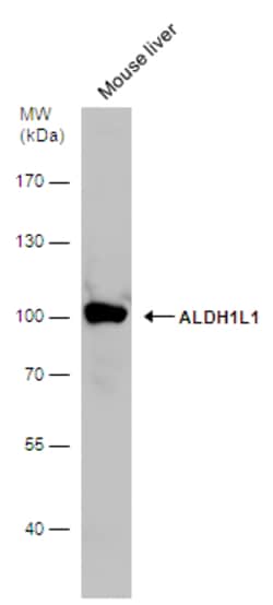 Invitrogen ALDH1L1 Polyclonal Antibody 100 &mu;L | Buy Online | Invitrogen&trade; | Fisher Scientific