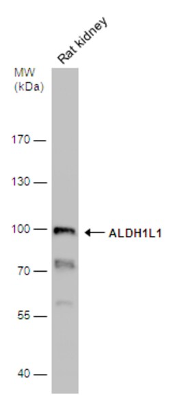 Invitrogen ALDH1L1 Polyclonal Antibody 100 &mu;L | Buy Online | Invitrogen&trade; | Fisher Scientific