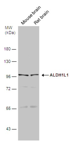 Invitrogen ALDH1L1 Polyclonal Antibody 100 &mu;L | Buy Online | Invitrogen&trade; | Fisher Scientific