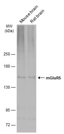 Invitrogen mGluR5 Polyclonal Antibody 100 &mu;L; Unconjugated:Antibodies,