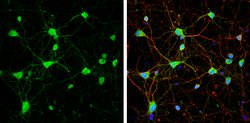 Invitrogen mGluR5 Polyclonal Antibody 100 &mu;L; Unconjugated:Antibodies,