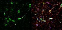 RAP1GAP Polyclonal Antibody, Invitrogen 100 &mu;L; Unconjugated:Antibodies,
