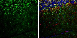 RAP1GAP Polyclonal Antibody, Invitrogen 100 &mu;L; Unconjugated:Antibodies,