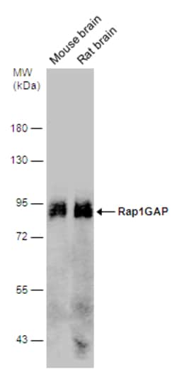 RAP1GAP Polyclonal Antibody, Invitrogen 100 &mu;L; Unconjugated:Antibodies,