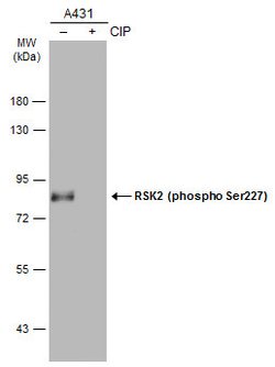 Invitrogen Phospho-RSK2 (Ser227) Polyclonal Antibody 100 &mu;L; Unconjugated:Antibodies,