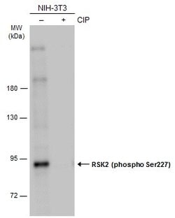 Invitrogen Phospho-RSK2 (Ser227) Polyclonal Antibody 100 &mu;L; Unconjugated:Antibodies,