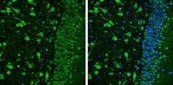 Invitrogen NRG1 Polyclonal Antibody 100 &mu;L; Unconjugated:Antibodies,