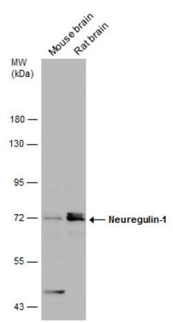 Invitrogen NRG1 Polyclonal Antibody 100 &mu;L; Unconjugated:Antibodies,