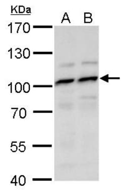Invitrogen MYSM1 Polyclonal Antibody 100 &mu;L; Unconjugated:Antibodies,