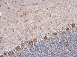 Invitrogen PABPC5 Polyclonal Antibody 100 &mu;L; Unconjugated:Antibodies,