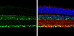 NeuN Polyclonal Antibody:Antibodies, Polyclonal