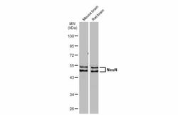NeuN Polyclonal Antibody:Antibodies, Polyclonal