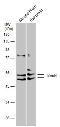 Invitrogen NeuN Polyclonal Antibody 100 &mu;L; Unconjugated:Antibodies,