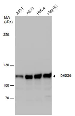 Invitrogen DHX36 Polyclonal Antibody 100 &mu;L; Unconjugated:Antibodies,