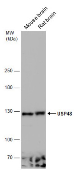 Invitrogen USP48 Polyclonal Antibody 100 &mu;L; Unconjugated:Antibodies,