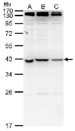 Invitrogen NME7 Polyclonal Antibody 100 &mu;L; Unconjugated:Antibodies,
