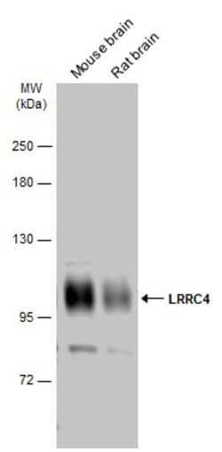 LRRC4 Polyclonal Antibody:Antibodies, Polyclonal