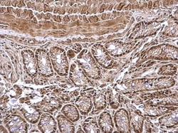Invitrogen GPS1 Polyclonal Antibody 100 &mu;L; Unconjugated:Antibodies,