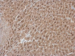 Invitrogen GPS1 Polyclonal Antibody 100 &mu;L; Unconjugated:Antibodies,