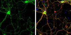 Invitrogen SHANK2 Polyclonal Antibody 100 &mu;L; Unconjugated:Antibodies,