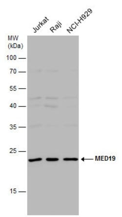 Invitrogen MED19 Polyclonal Antibody 100 &mu;L; Unconjugated:Antibodies,