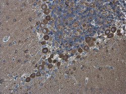 Invitrogen SAPAP1 Polyclonal Antibody 100 &mu;L; Unconjugated:Antibodies,