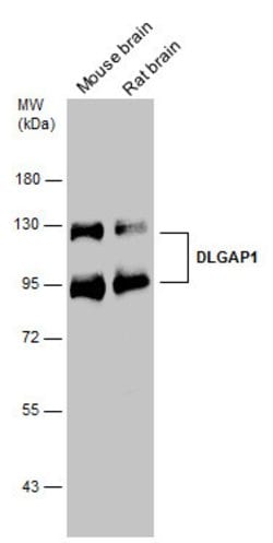 Invitrogen SAPAP1 Polyclonal Antibody 100 &mu;L; Unconjugated:Antibodies,