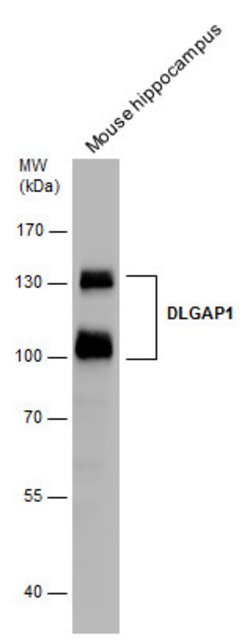 Invitrogen SAPAP1 Polyclonal Antibody 100 &mu;L; Unconjugated:Antibodies,