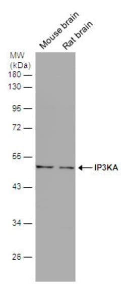 Invitrogen ITPKA Polyclonal Antibody 100 &mu;L; Unconjugated:Antibodies,