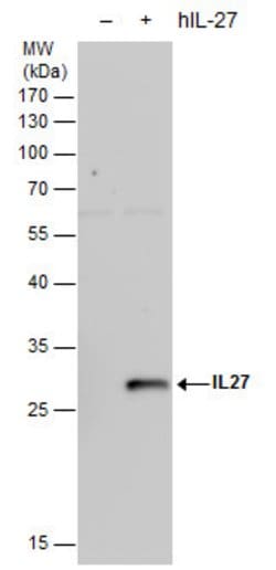 IL-27 p28 Polyclonal Antibody:Antibodies, Polyclonal