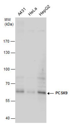 Invitrogen PCSK9 Polyclonal Antibody 100 &mu;L; Unconjugated:Antibodies,