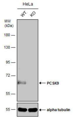 Invitrogen PCSK9 Polyclonal Antibody 100 &mu;L; Unconjugated:Antibodies,