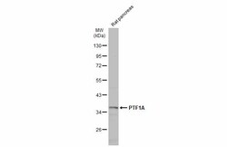 Invitrogen PTF1A Polyclonal Antibody 100 &mu;L; Unconjugated:Antibodies,