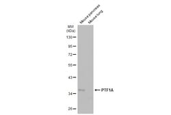 Invitrogen PTF1A Polyclonal Antibody 100 &mu;L; Unconjugated:Antibodies,