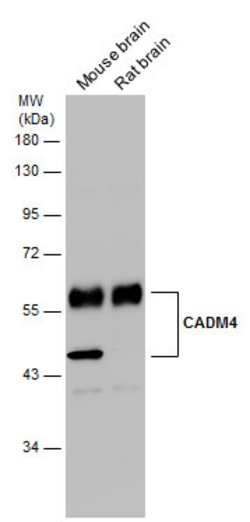 Invitrogen CADM4 Polyclonal Antibody 100 &mu;L | Buy Online | Invitrogen&trade; | Fisher Scientific