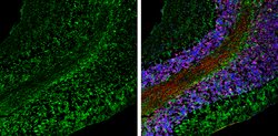 Invitrogen ABAT Polyclonal Antibody 100 &mu;L; Unconjugated:Antibodies,