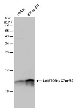 Invitrogen LAMTOR4 Polyclonal Antibody 100 &mu;L; Unconjugated:Antibodies,
