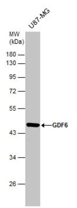 Invitrogen GDF6 Polyclonal Antibody 100 &mu;L | Buy Online | Invitrogen&trade; | Fisher Scientific
