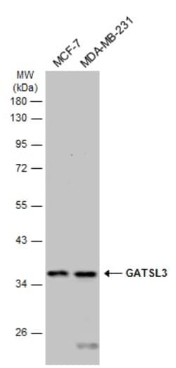 Invitrogen GATSL3 Polyclonal Antibody 100 &mu;L | Buy Online | Invitrogen&trade; | Fisher Scientific
