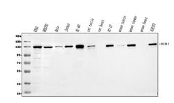 Invitrogen Bub1 Polyclonal Antibody 100 &mu;g; Unconjugated:Antibodies,