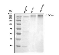 Invitrogen ABCA4 Polyclonal Antibody 100 &mu;g; Unconjugated:Antibodies,