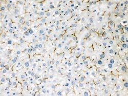 Invitrogen BSEP Polyclonal Antibody 100 &mu;g; Unconjugated:Antibodies,