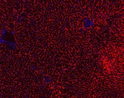 Invitrogen BSEP Polyclonal Antibody 100 &mu;g; Unconjugated:Antibodies,