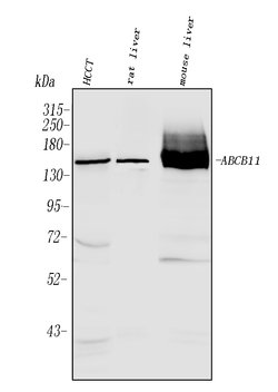 Invitrogen BSEP Polyclonal Antibody 100 &mu;g; Unconjugated:Antibodies,