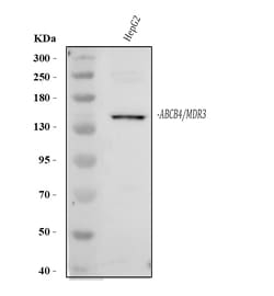 Invitrogen ABCB4 Polyclonal Antibody 100 &mu;g; Unconjugated:Antibodies,