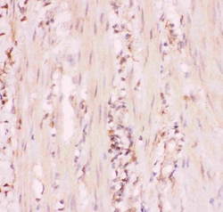 Invitrogen MRP4 Polyclonal Antibody 100 &mu;g; Unconjugated:Antibodies,