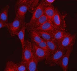 Invitrogen ABI1 Polyclonal Antibody 100 &mu;g; Unconjugated:Antibodies,