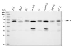 Invitrogen ABI1 Polyclonal Antibody 100 &mu;g; Unconjugated:Antibodies,